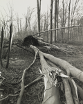 103418 Afbeelding van door de storm van 25 januari 1990 omgewaaide bomen in het bos van het landgoed Amelisweerd tussen ...